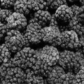 Hot Selling IQF Fruta congelada congelada Blackberry